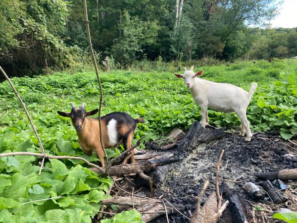 Dwarf dairy goat 1