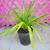 Spider Plant - all Green 3 thumbnail