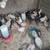 Mixed breed chicks and a male goat 8 thumbnail