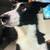 Rehoming border collie. 1 thumbnail