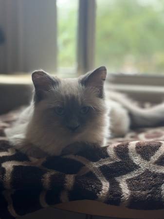 Rehoming Siamese Kitten-Female (Henderson)63860183553665122