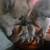 Pomeranian 1 thumbnail