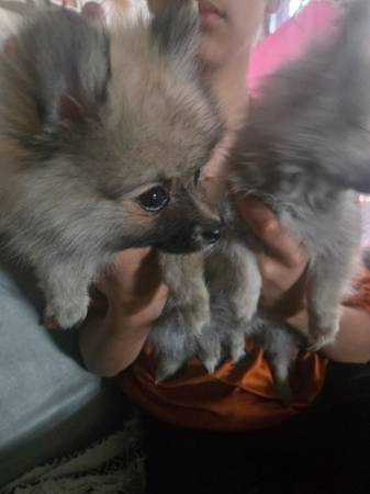 Pomeranian 1