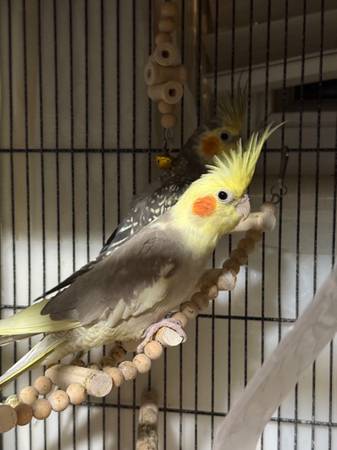 Cocktails rehoming (Aurora)63679604835203120
