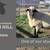 HAMPSHIRE/SUFFOLK YEARLING RAMS 12 thumbnail