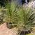 -- Mexican Grass trees -- Dasylirion longissimum 9 thumbnail