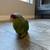 Parrots 4 thumbnail