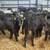 Aberdeen angus 2 thumbnail