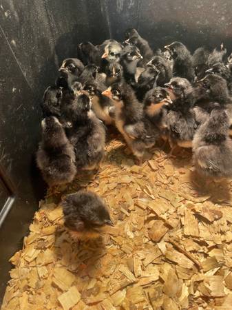 Jersey Giant chicks 1