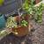 Large Jade Plant in Terra-Cotta Pot 1 thumbnail
