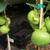 persimmon trees( hardy  for  zones 7 and higher) 4 thumbnail