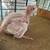 Albino cockatiel 1 thumbnail