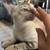 blue eyes silver bengal/ ragdoll cat 9 thumbnail