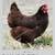 Baby chicks 5 thumbnail