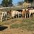Feeder Calves DELIVERY Available 4 thumbnail