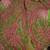 Lilly Pulitzer pants 1 thumbnail