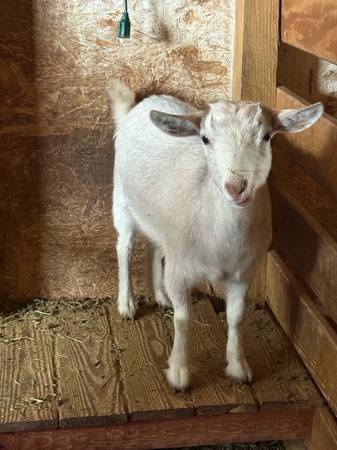 2 Dairy Goats / 1 Junior Buck 1