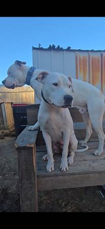Cachorros de dogo argentino (Aldine)63348370482307123