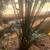 date palm trees 1 thumbnail