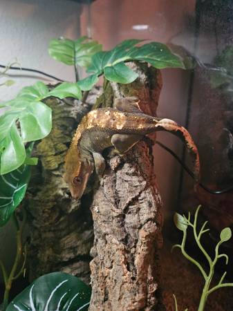 Crested Gecko w/ Tank (Milwaukie)63916334064770123