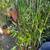 Beatiful tall bamboo plants 6 thumbnail