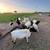 Borregos doper sheep 2 thumbnail