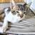 Kitten 2 thumbnail