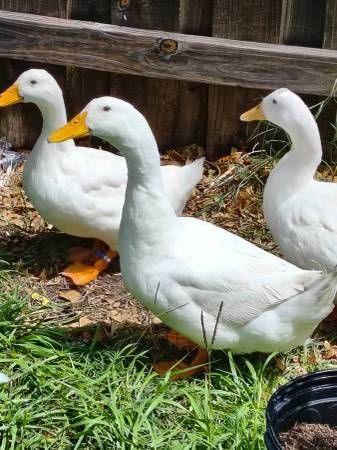ducks 1