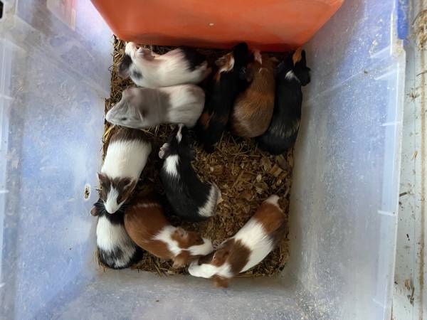 guinea pigs (Altenburg)63688376590721120