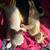 Kittens 7 thumbnail