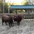 5 Red Angus Bulls 10 thumbnail