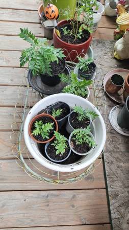 Curry Tree or Curry Leaf Plants for Sale 1