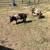 Feeder pigs 3 thumbnail