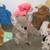 Vintage Stuffed Animals 3 thumbnail