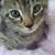 Kitten 4 thumbnail