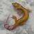 High End Leopard Gecko Morphs 4 thumbnail