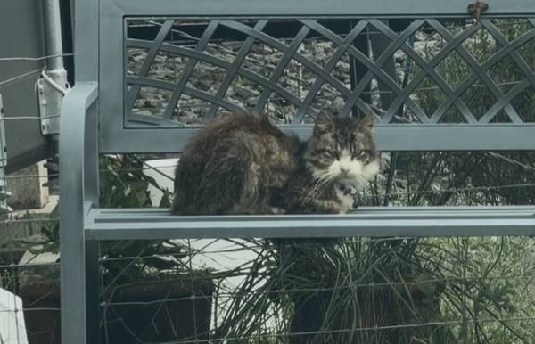 Found cat Hawaiian Acres 1