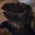 Belgian Malinois/ Dutch Shepherd Puppies for Adoption 3 thumbnail