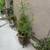 Potted Plant Sale 1 thumbnail