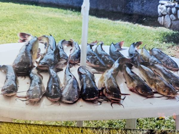 Cheater Leader Co  fish Attractant  Awesome SauceEm Sauce and Grease 1