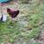 Drake cayuga duck and 2 roosters need new homes. 3 thumbnail