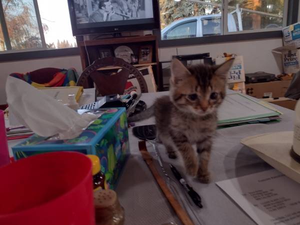 Kitten To Good Home 1