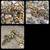 Ball Python-Combo het Clown females 1 thumbnail