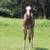 AQHA/APHA blue roan splash yearling 14 thumbnail