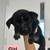 Pitsky puppies 6 thumbnail