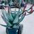 Tree aloes - exotic drought tolerant specimens 19 thumbnail
