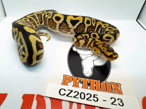 Ball Python Male Spotnose Yellow Belly possilbe GeneX hatchling. (Lyndhurst)63872020644097122