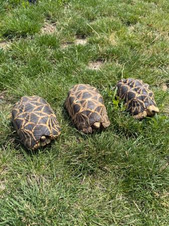 Tortuga estrella birmana