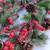 Berry and pine Garland (x10) 8 thumbnail