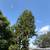 Tree service 5 thumbnail